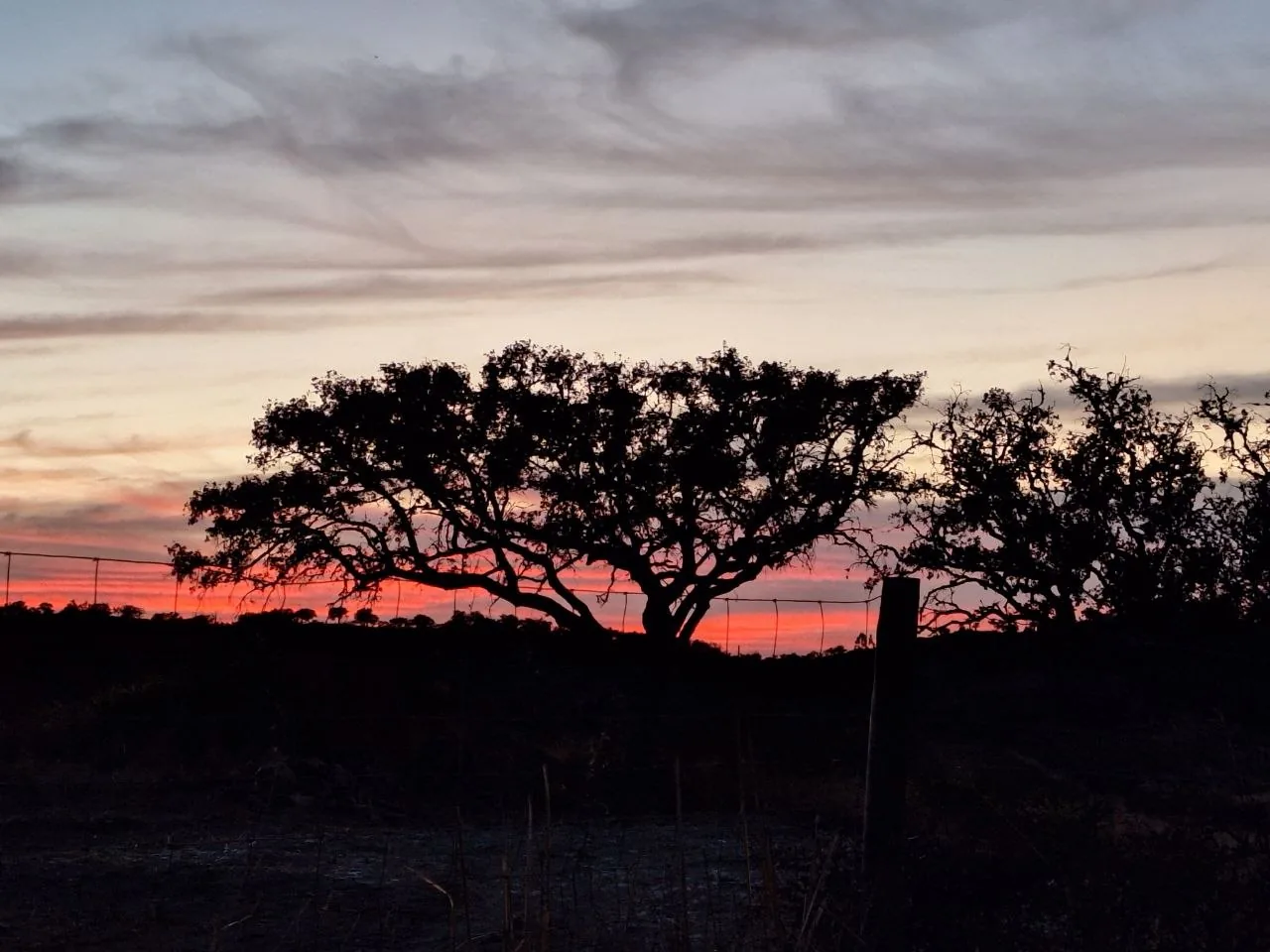A cork oak against the sunset