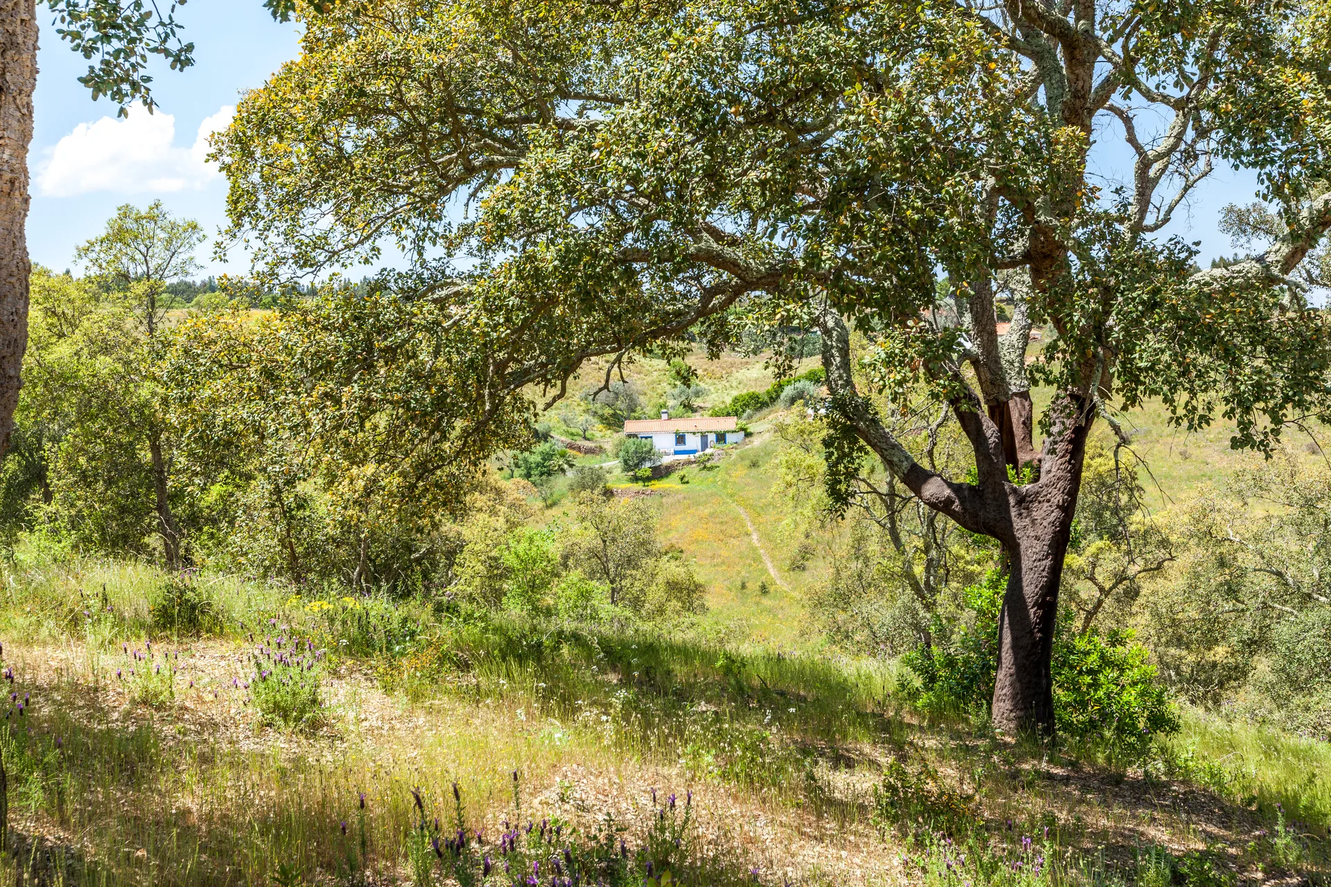 Casa Azul on a green hillside at Monte Maravilhas, beneath a large cork oak