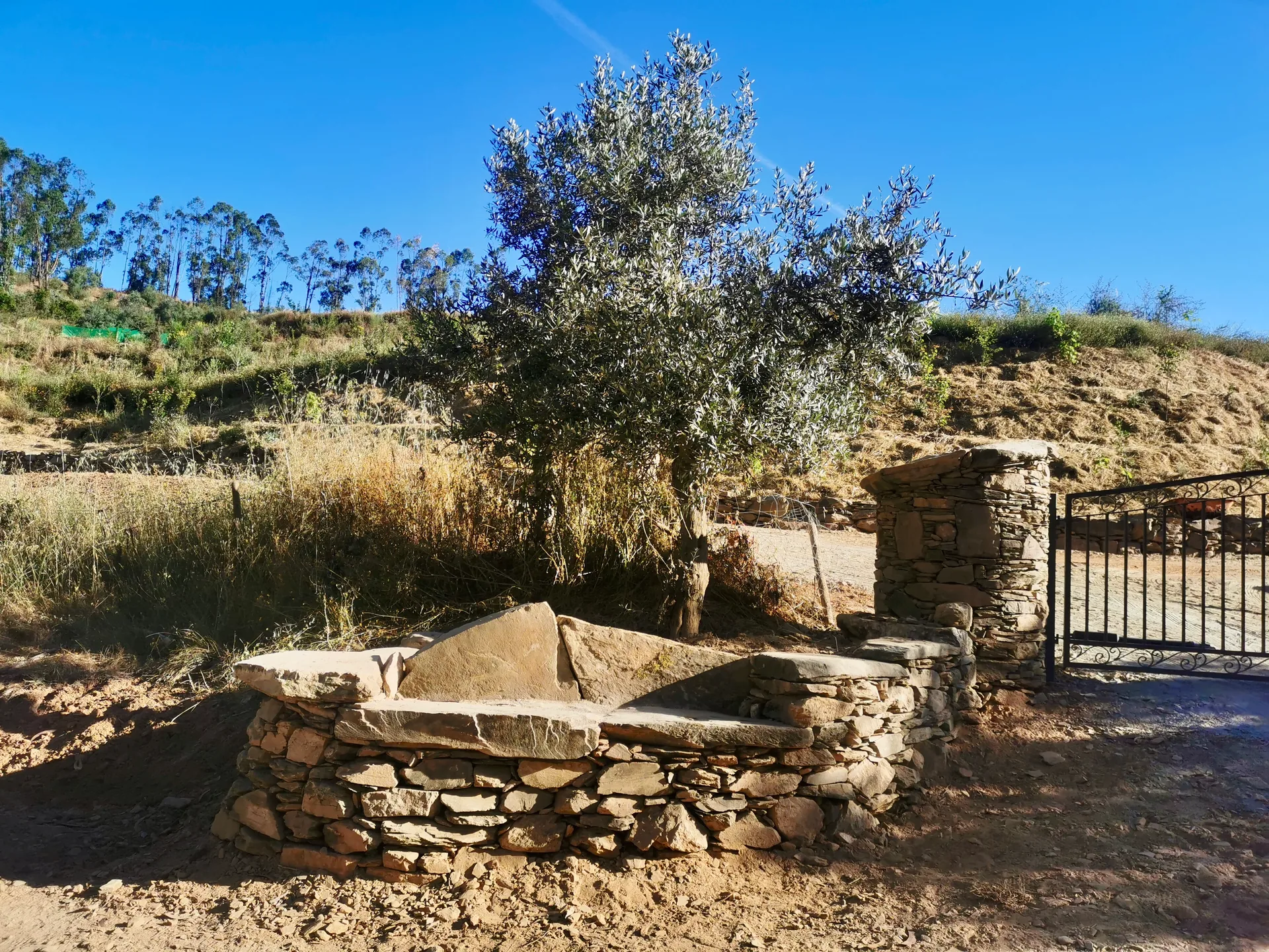 Curved dry stone bench beneath an olive tree
